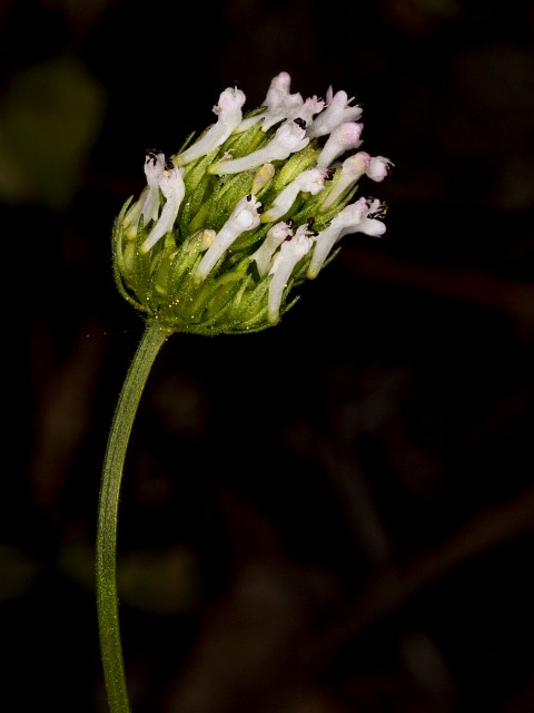 Plectritus macrocera 18-9355.jpg